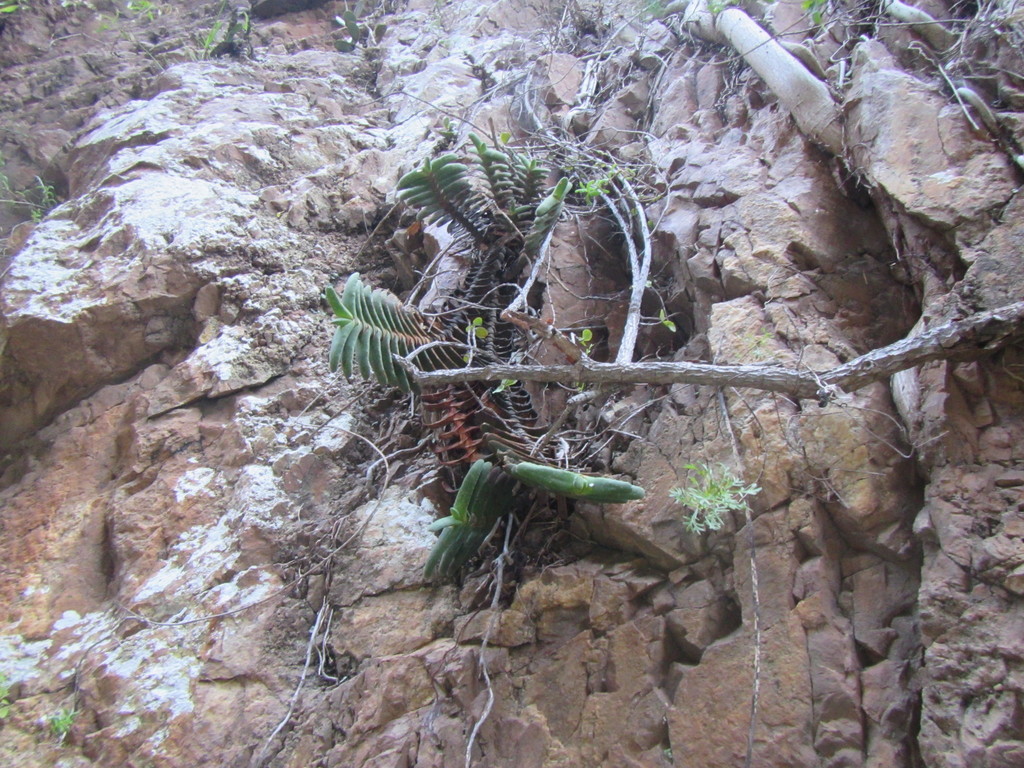 Gasteria rawlinsonii, Cacadu, ZA-EC, ZA