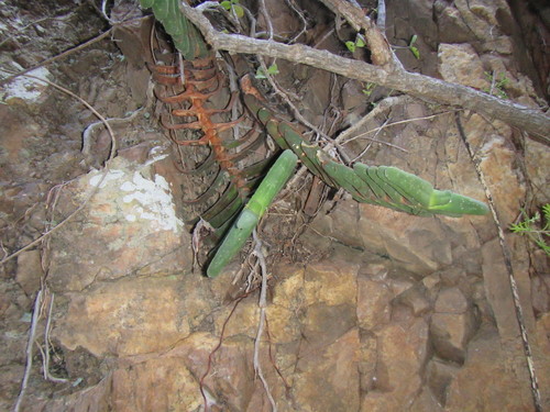 Gasteria rawlinsonii