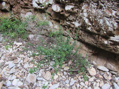 Justicia tubulosa late-ovata