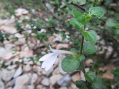 Justicia tubulosa late-ovata