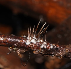 Xylaria filiformis