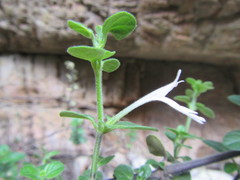 Justicia tubulosa late-ovata