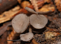 Helvella fibrosa