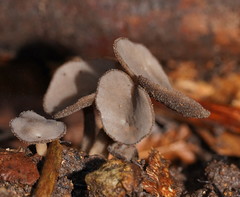 Helvella fibrosa