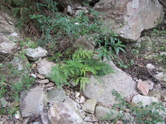 Pteris dentata