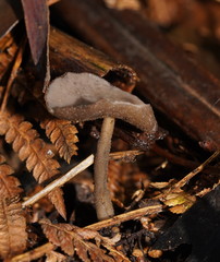 Helvella fibrosa