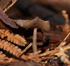Helvella fibrosa