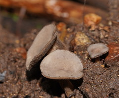 Helvella fibrosa