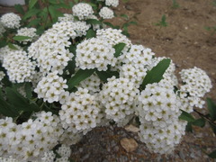 Spiraea cantoniensis