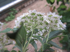 Spiraea cantoniensis