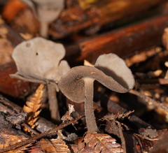 Helvella fibrosa