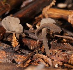 Helvella fibrosa