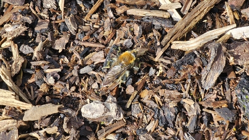 Unknown species found near Hwy 112 and Thompson Road, Washington 98363, USA