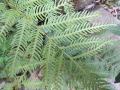 Pteris dentata