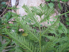 Pteris dentata