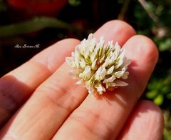 Trifolium repens