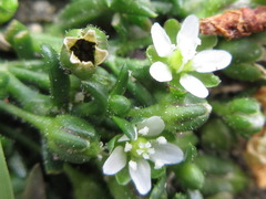 Sagina japonica