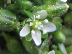 Sagina japonica