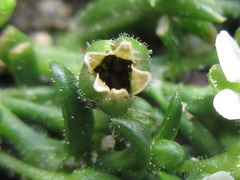 Sagina japonica