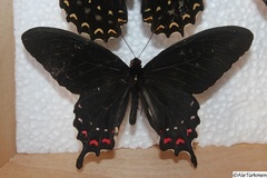 Parides alopius