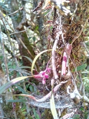Bulbophyllum aubrevillei image