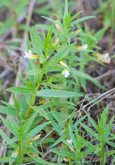 Gratiola officinalis