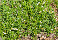Gratiola officinalis