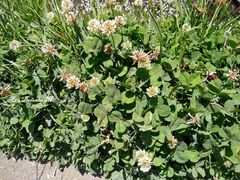 Trifolium repens
