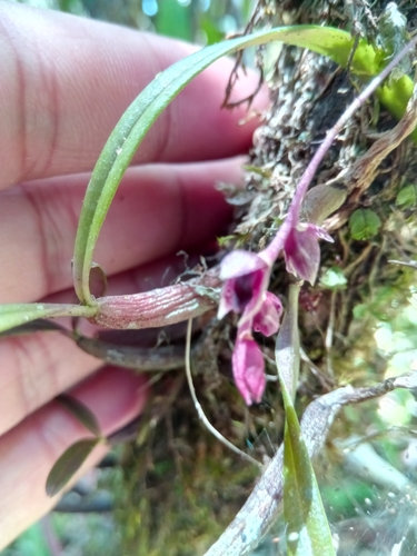 Bulbophyllum aubrevillei Bosser 2