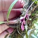 Bulbophyllum aubrevillei - Photo (c) vononarbgkew, algunos derechos reservados (CC BY-NC), subido por vononarbgkew