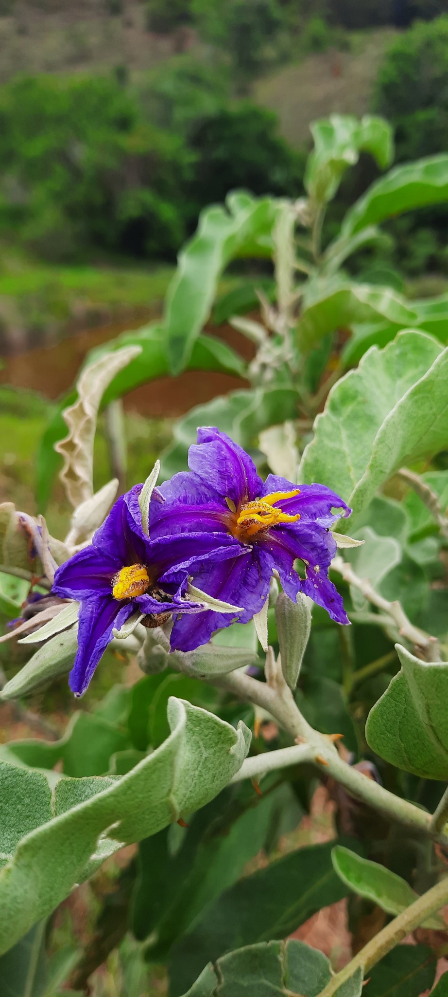 Solanum lycocarpum