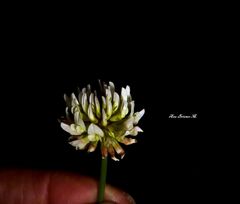 Trifolium repens