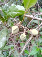 Dichapetalum