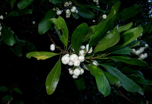 common acronychia (Acronychia oblongifolia)