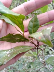 Dichapetalum