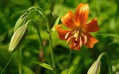 Lilium debile