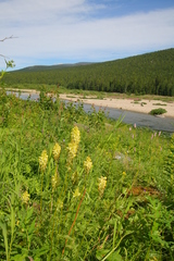 Pedicularis compacta