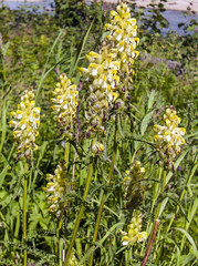 Pedicularis compacta