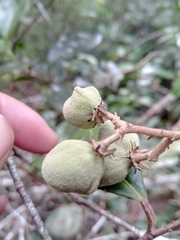 Dichapetalum