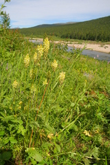 Pedicularis compacta