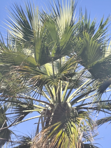 Brahea brandegeei, photograph 6