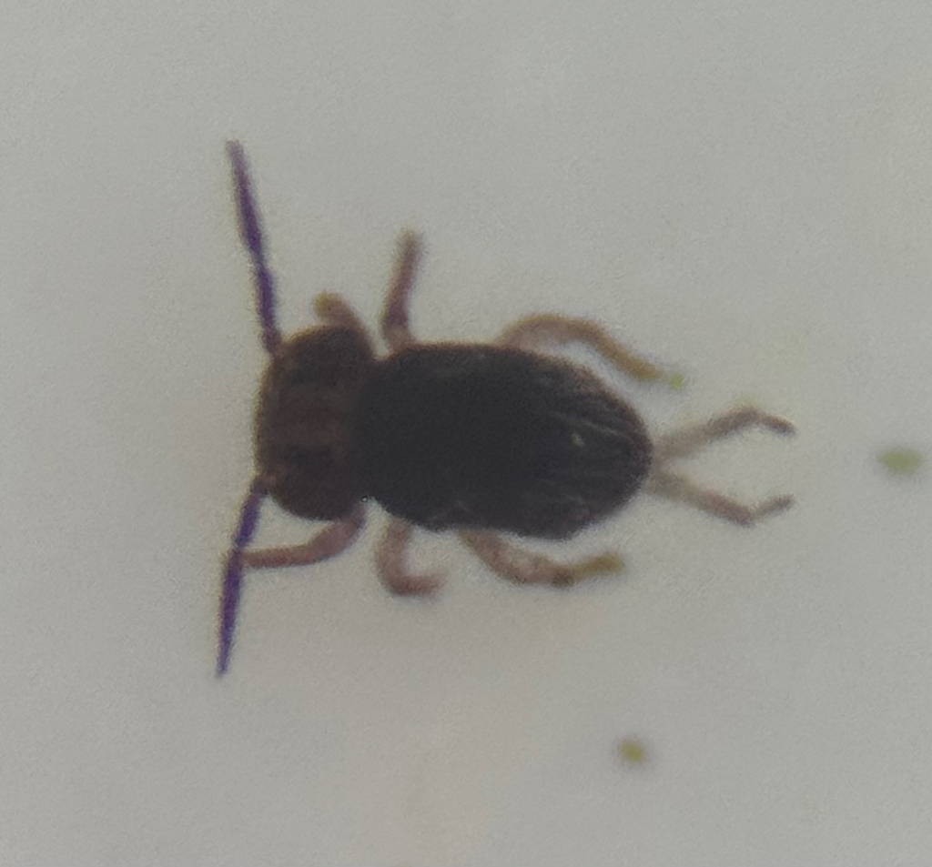 Sminthurides globocerus