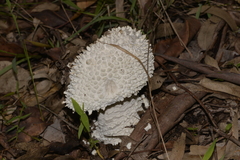 Amanita pyramidifera
