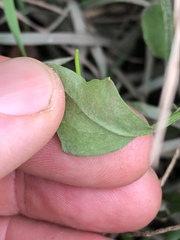 Rorippa laciniata