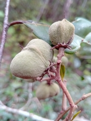 Dichapetalum