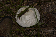Amanita pyramidifera