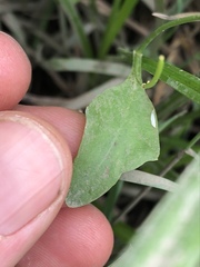Rorippa laciniata