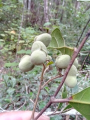 Dichapetalum