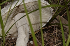 Amanita pyramidifera