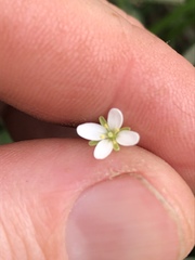 Rorippa laciniata